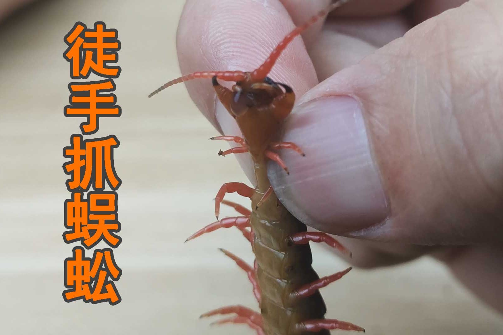 兑现承诺徒手抓蜈蚣