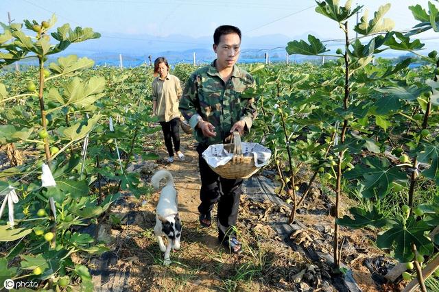 要想栽培好无花果,先得学会怎么给无花果施肥,要不产量会受影响