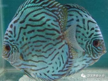 每日一鱼蓝松石七彩神仙鱼澄澈而美丽