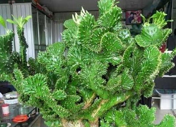 新装修的房子,养上一盆玉麒麟,净化空气_植物