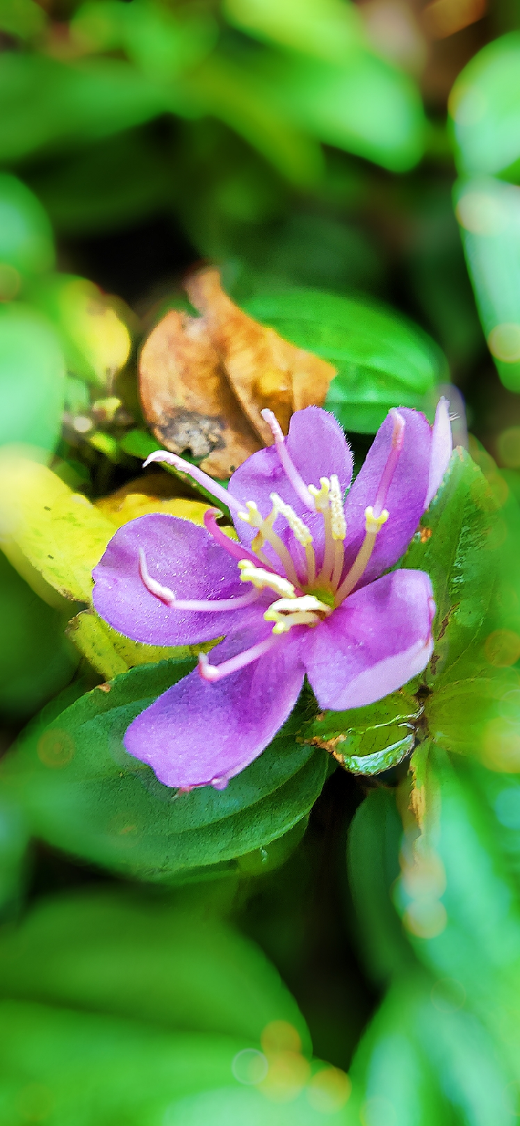 【星连文学社】广西诗人陈熠明:地稔花开的秋天