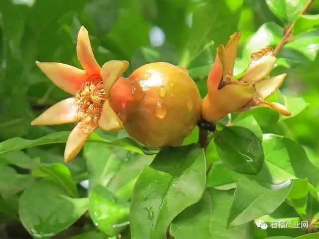 促进石榴坐果的技术措施