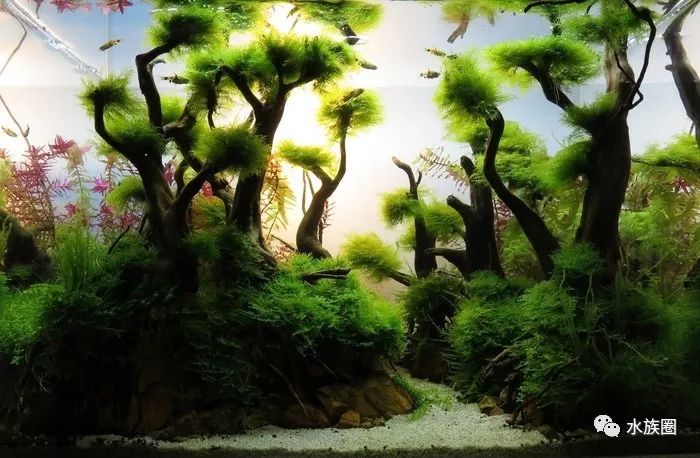 匈牙利hac水草造景大赛2019年度小缸组获奖作品赏析