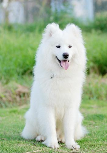 近几年最受人们喜爱的7种犬类,你最喜欢哪一只?_柴犬