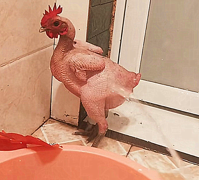 原创男子买了只鸡当宠物1个月后却发现判若两鸡论中年脱发困扰