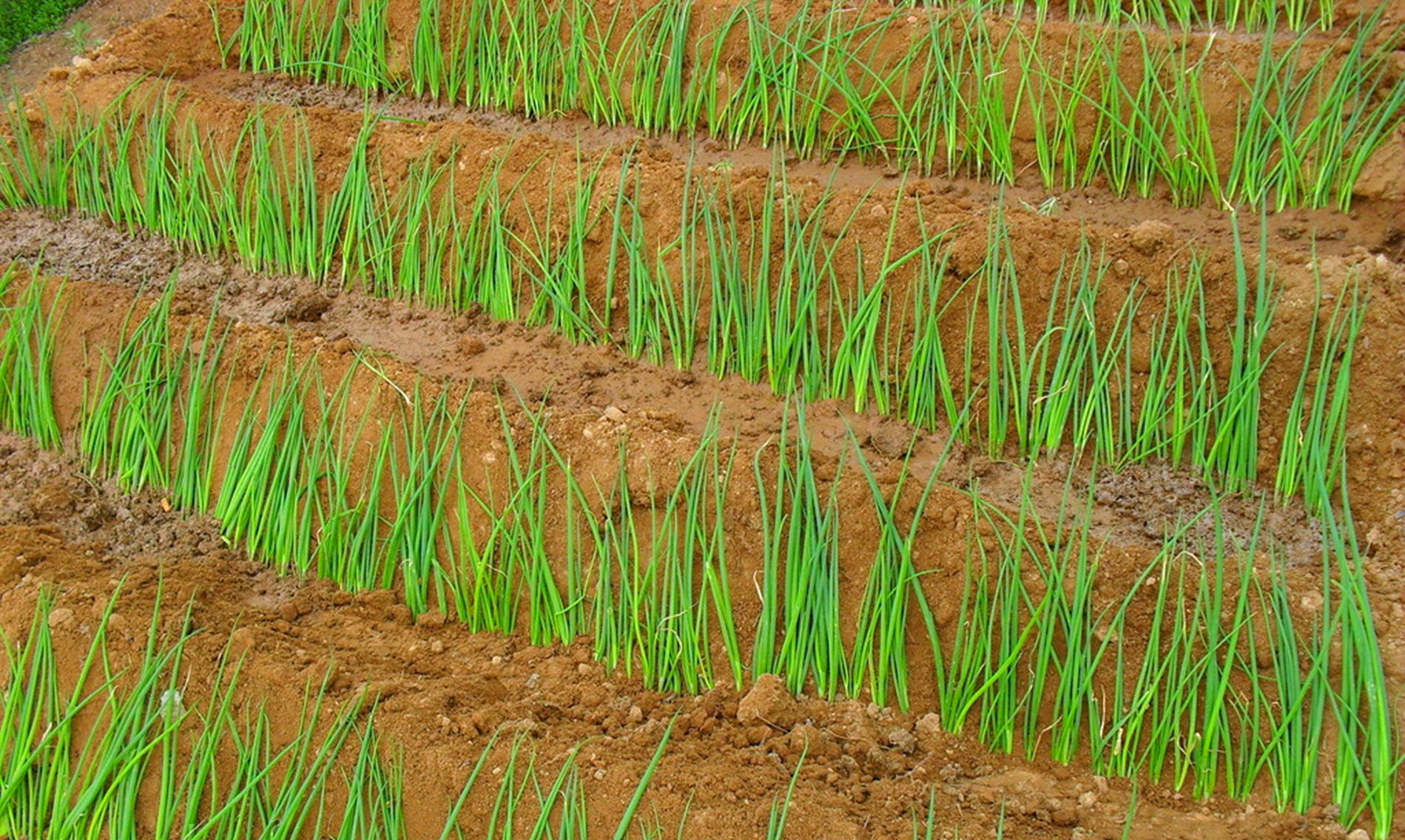 一口下去让你热泪盈眶 最接地气的大葱走过千年 仍风行菜市场