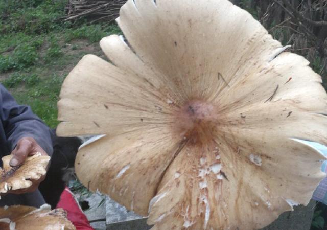 原创云南耄耋老人捡到巨型鸡枞菌菌盖绽放如伞场面壮观