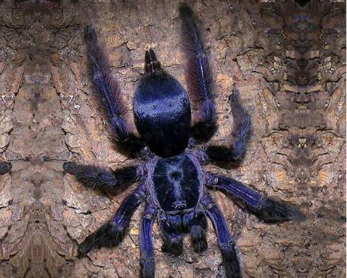原创地球上10大巨型蜘蛛巨人蜘蛛性格凶猛骆驼蜘蛛攻击力超强