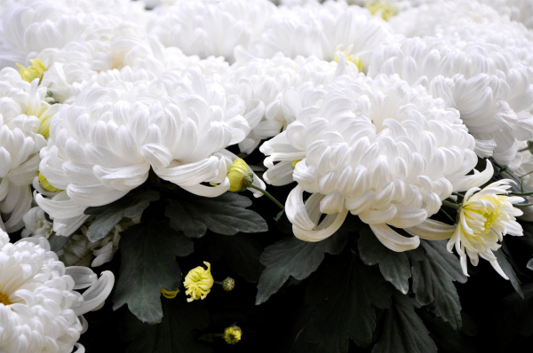 白色的花表示哀悼,例如:白菊花,白百合,梔子花等,都表示哀悼和懷念,而