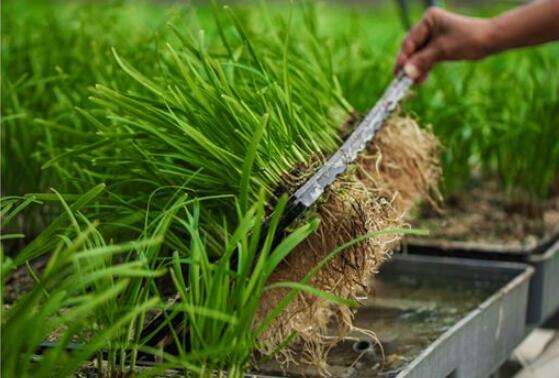 原创秋季移栽韭菜是个好季节韭菜生长的肥肥胖胖这些措施不能少