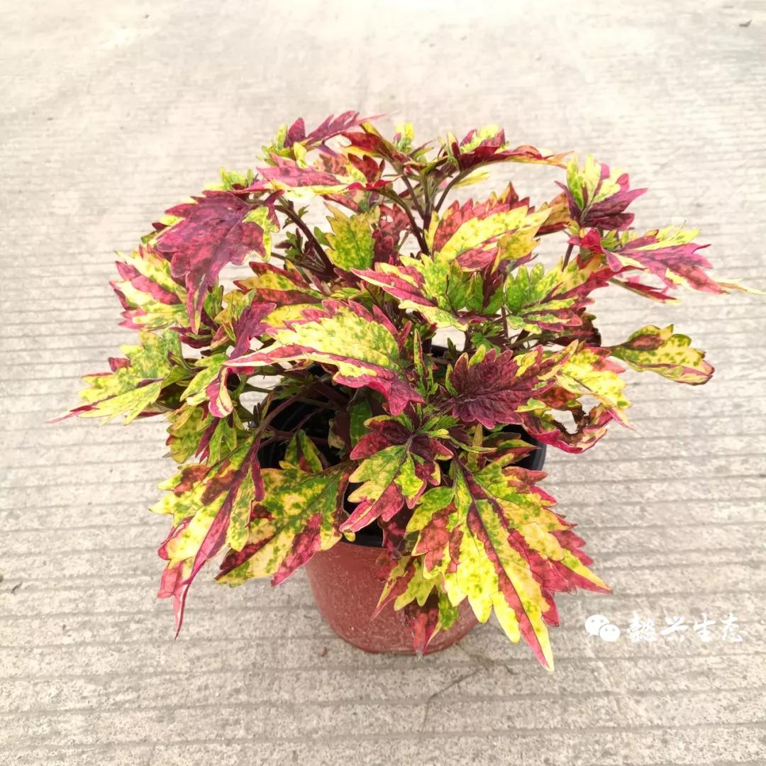 日落祥云金色闪电火焰浪漫网格金色女神勃艮第彩叶草有很多个变种