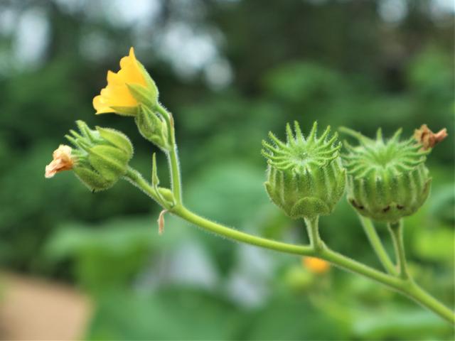 在乡村田野里经常看到它的高大的身影,它的花朵呈金黄色,果实与莲蓬