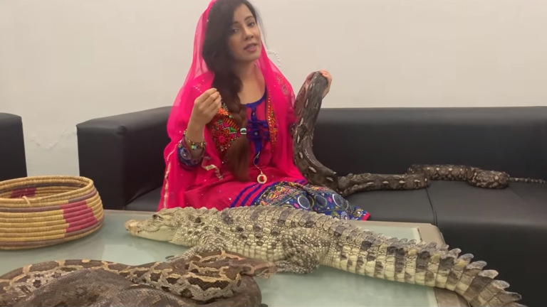 巴基斯坦女星摊上官司：用鳄鱼、蛇“威胁”莫迪