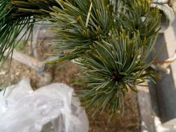 此时,五针松的芽即将萌发,砧木的树液开始进入活动状态,嫁接后外界