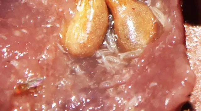 幼虫的主要活动就是不停的进食(水果腐烂的微生物,如酵母和细菌,其次