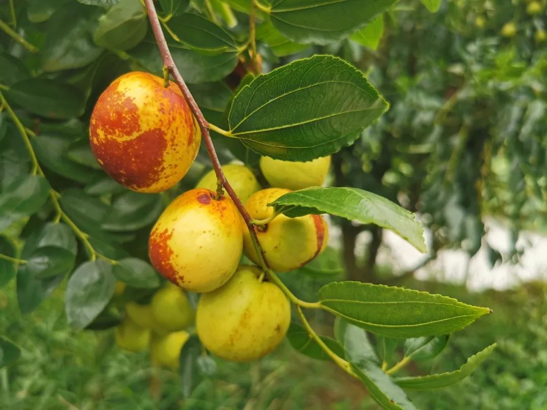 南溪产的冬枣尝过没国庆节采摘正合适文中有福利
