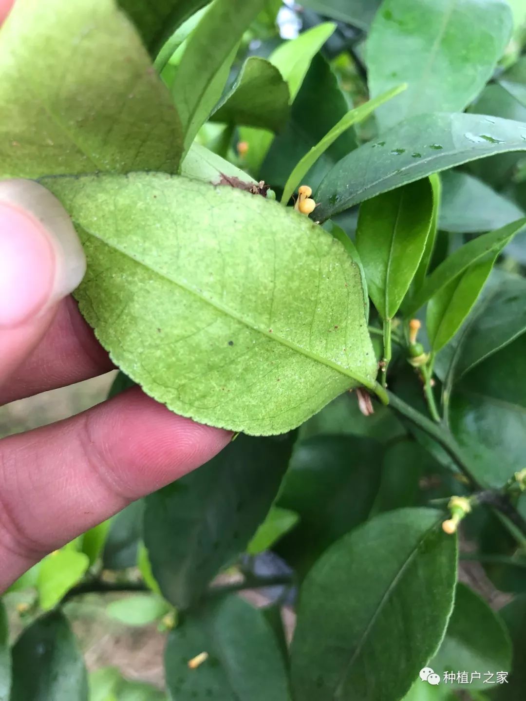 水胺硫磷杀红蜘蛛效果图片