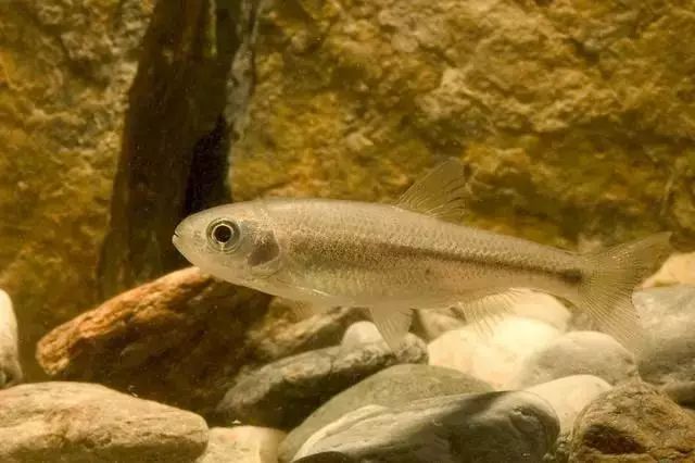 五华农村的鱼你能叫出名字的有多少