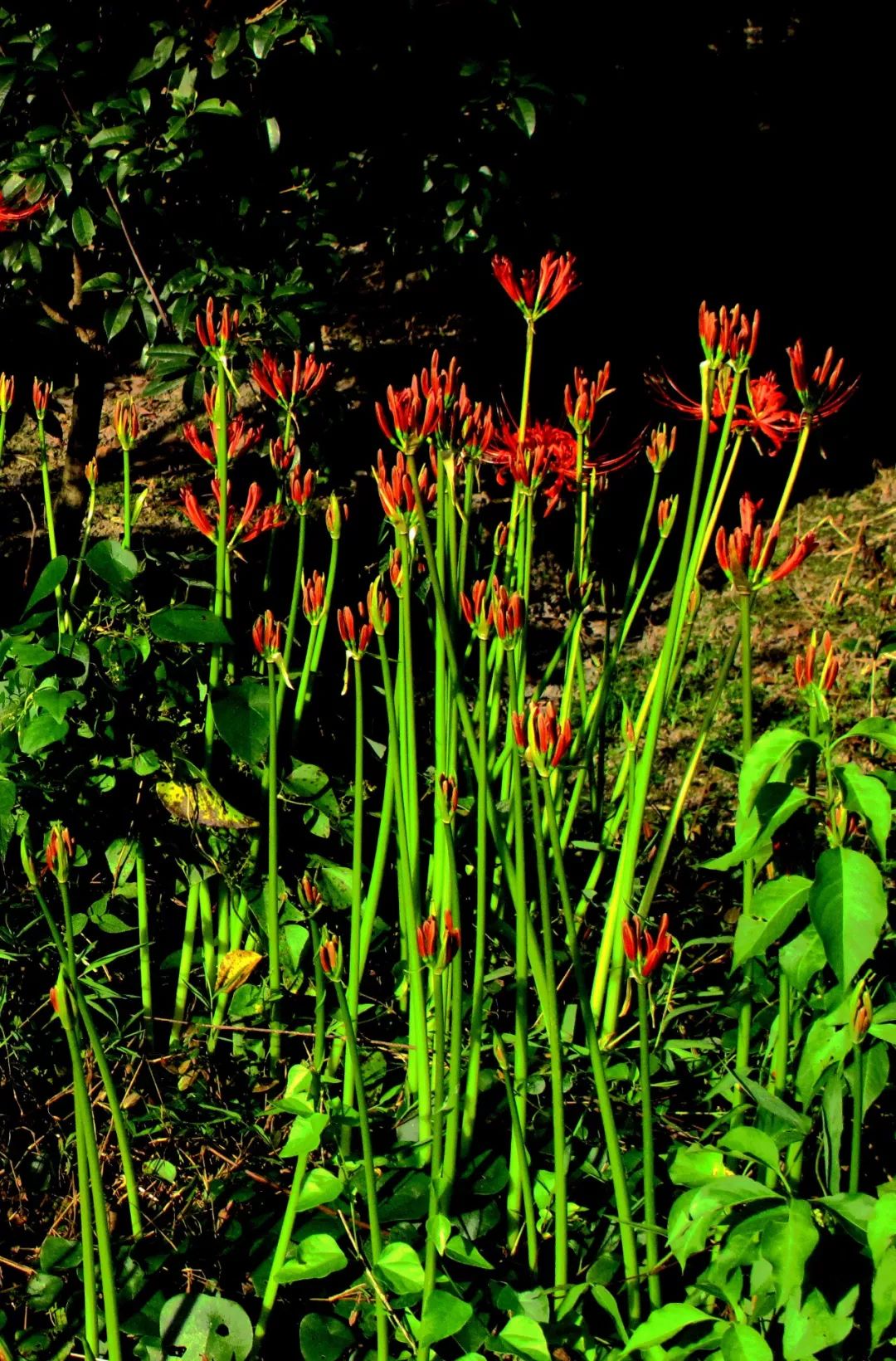 灿若云霞数万株野生石蒜如期盛大绽放