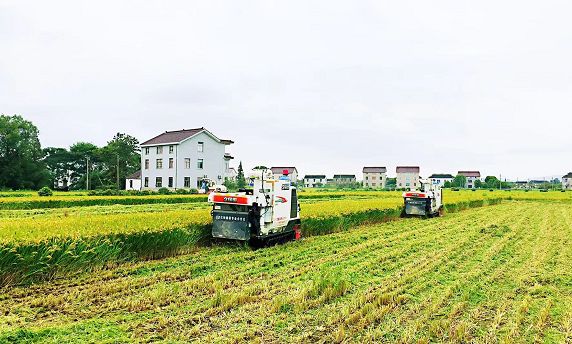 许保根常熟市虞盛农产品专业合作社副总经理"今年的早香梗1号品种大米