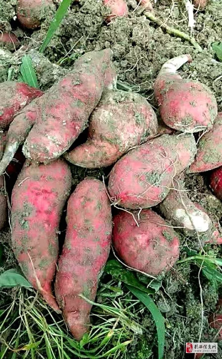 你还吃岸洋番薯吗别说我没告诉你