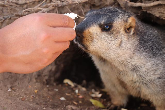 西域探索之旅——四川甘孜色达偶遇来自远古的精灵土拔鼠_土拨鼠