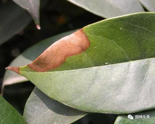 入秋后警惕叶枯病