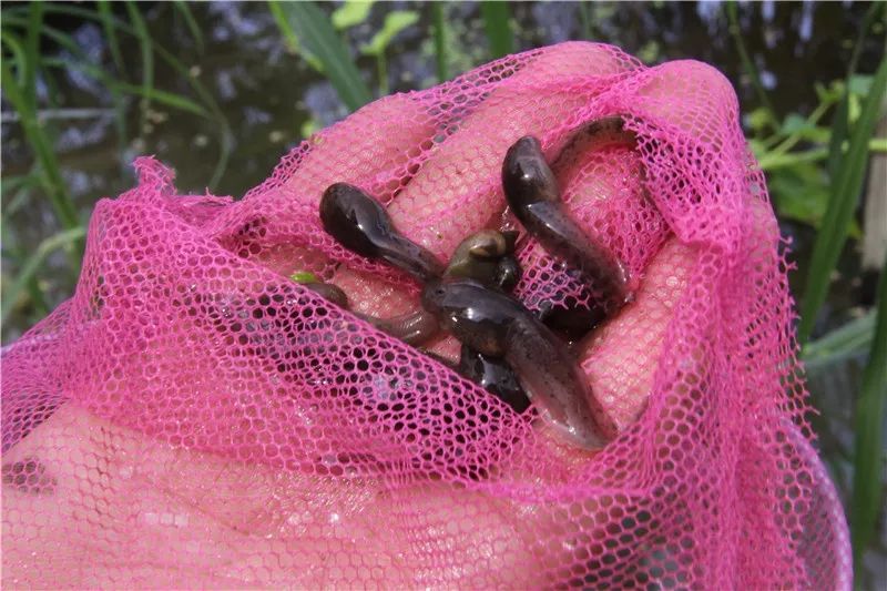 他便萌生了回乡养殖石蛙的念头而自己老家又非常适合石蛙生长刘小超