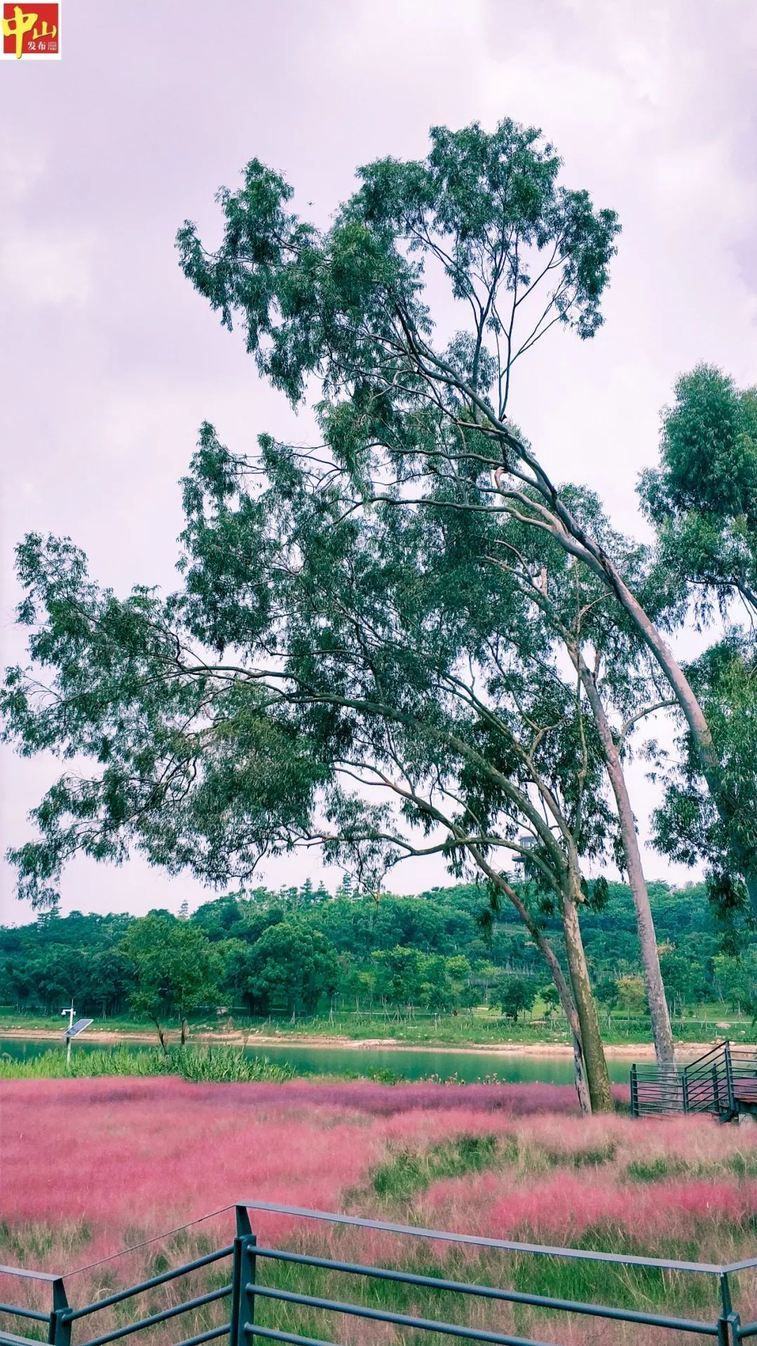 超级美一年不见金钟水库变化很大惊艳到你了吗