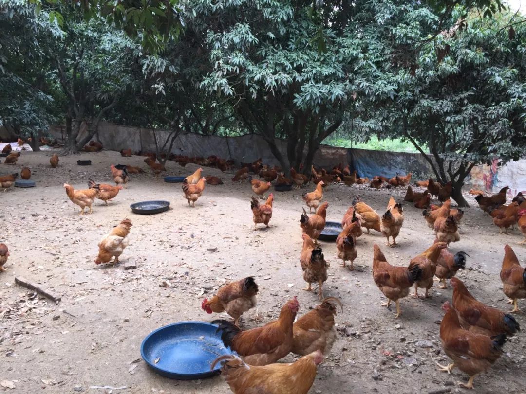 火遍三乡等排位的网红鸡当家来自深山荔枝园走地鸡