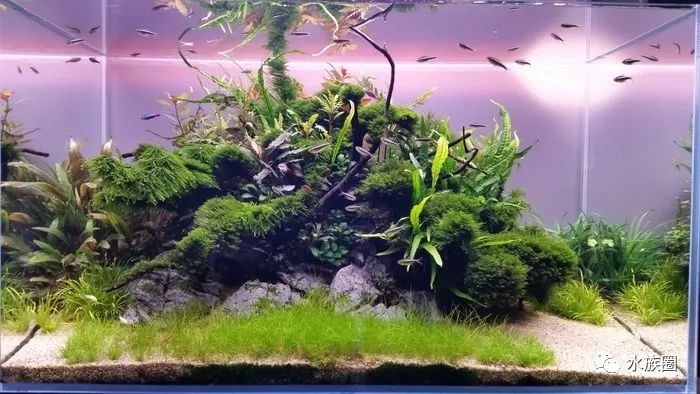 匈牙利hac水草造景大赛2019年度大缸组获奖作品赏析