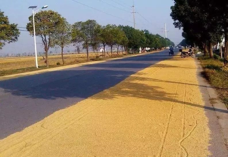 秋收的季节到了你见过在国道上晒粮食的吗