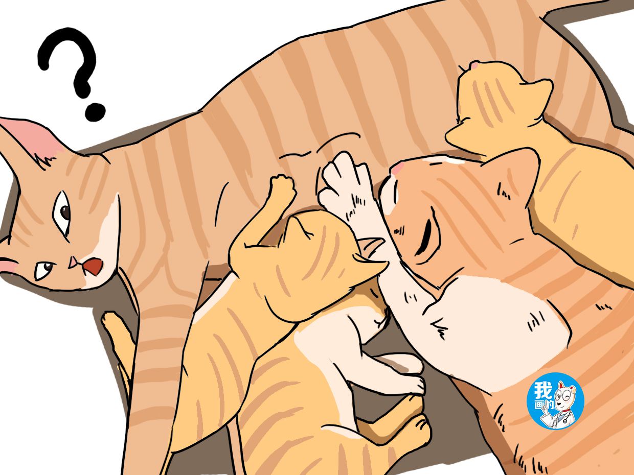 原创橘猫平躺着喂奶,感觉到身体不对劲,抬头一看两眼一黑