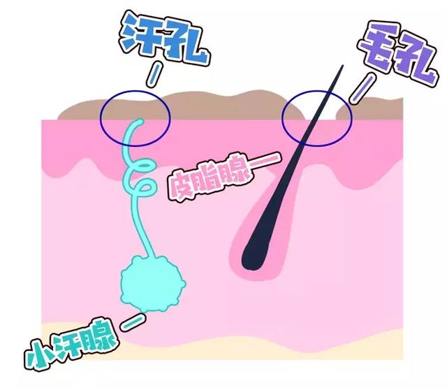 也不怎么臭但大汗腺就不一样了大汗腺顾名思义直径大小一般是小汗腺的