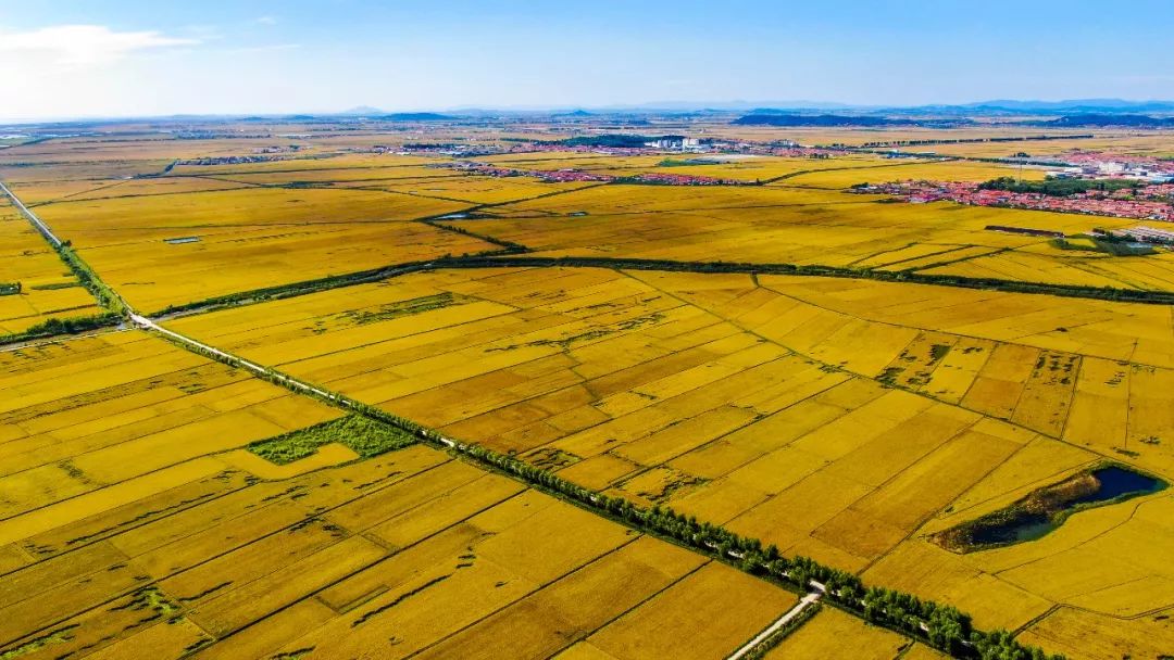 满城尽带黄金甲,处处有米香!