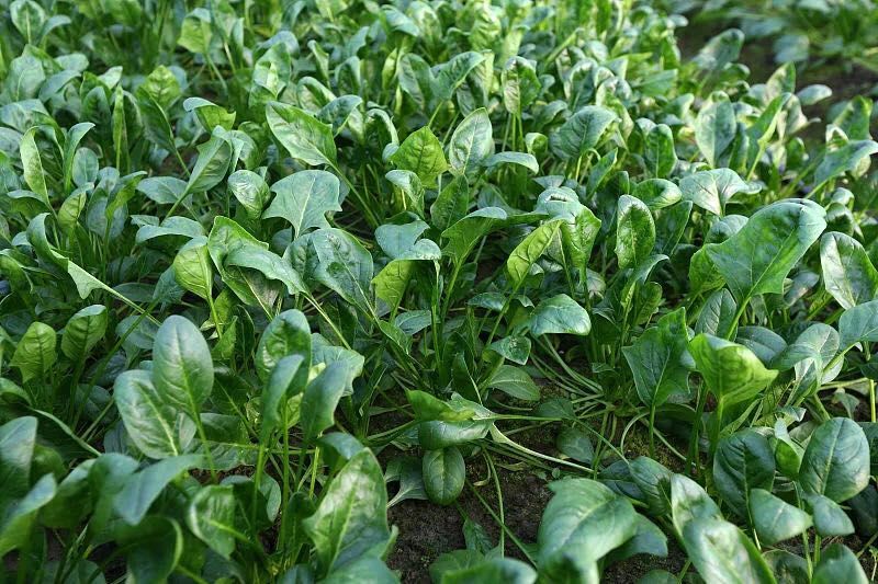 秋菠菜幼苗生长时期气温和地温都较高,所以要勤浇水保持土壤湿润,并起