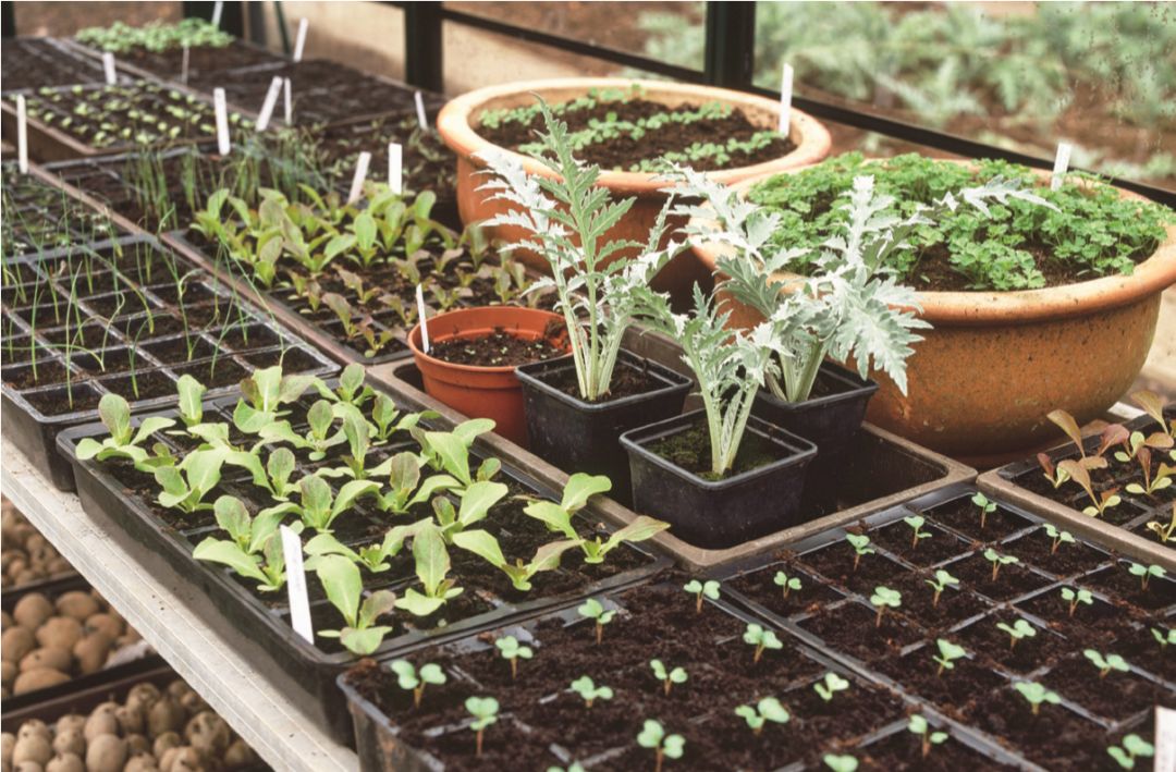 就想在厨房种几盆既好看又好吃的花花草草…|家庭料理香草种植术