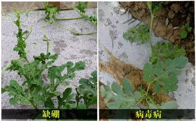 一组图片详解西瓜缺硼症状及时补硼减少损失