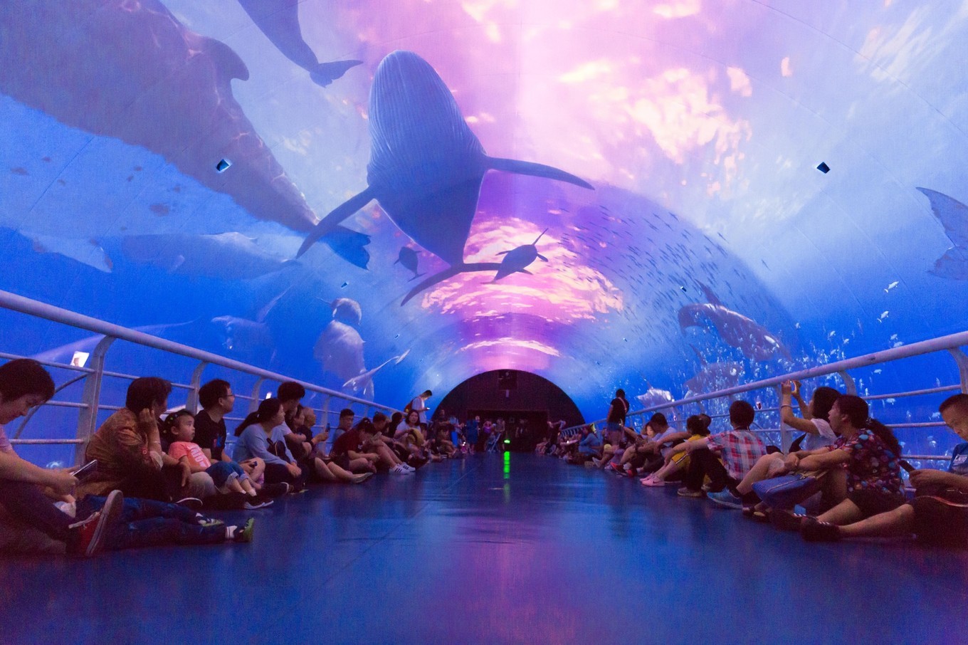 中国第一座海底通道式水族馆有118米海底通道一年四季都可以畅享海洋