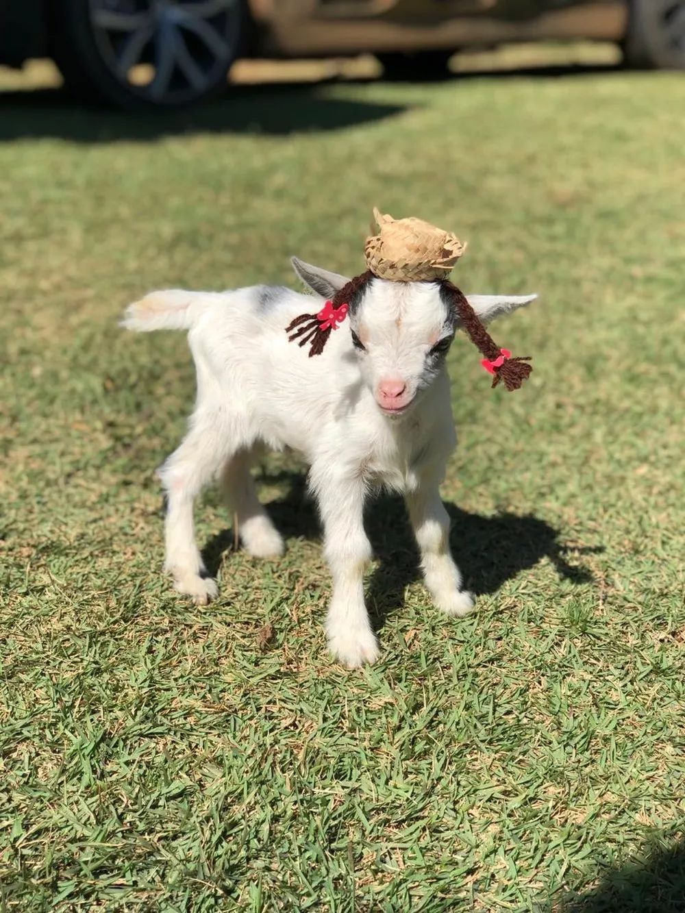 太可爱了,巴西小女孩把山羊当宠物养了!