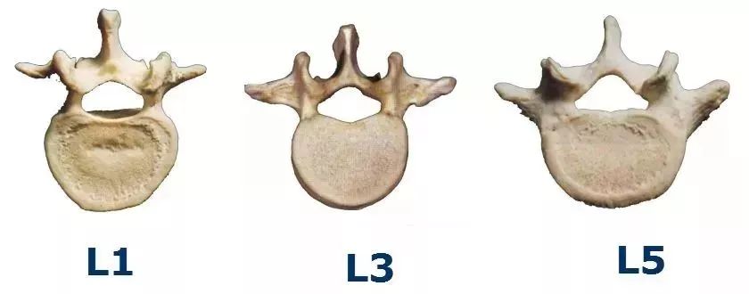 1,腰椎的結構解剖結構多發於青壯年體力勞動者,農村基層地區發病率較
