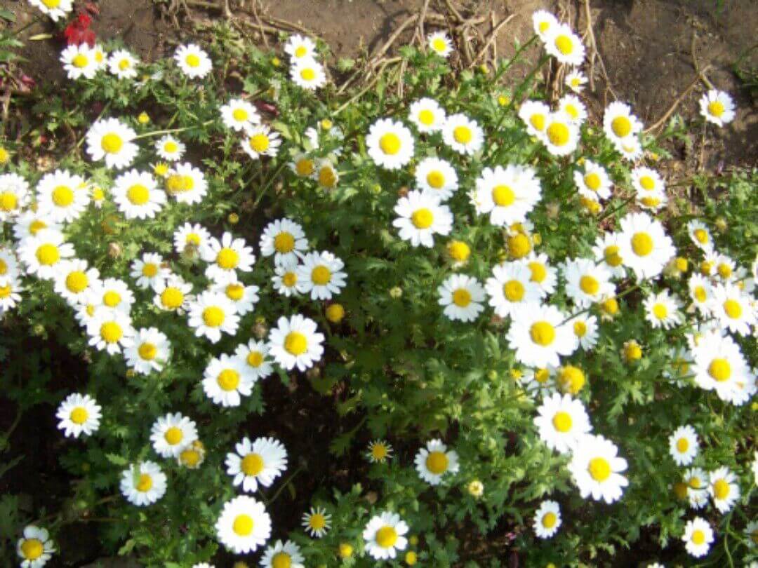 家庭养菊就养银苞菊端庄秀丽不失美艳家庭必备花卉