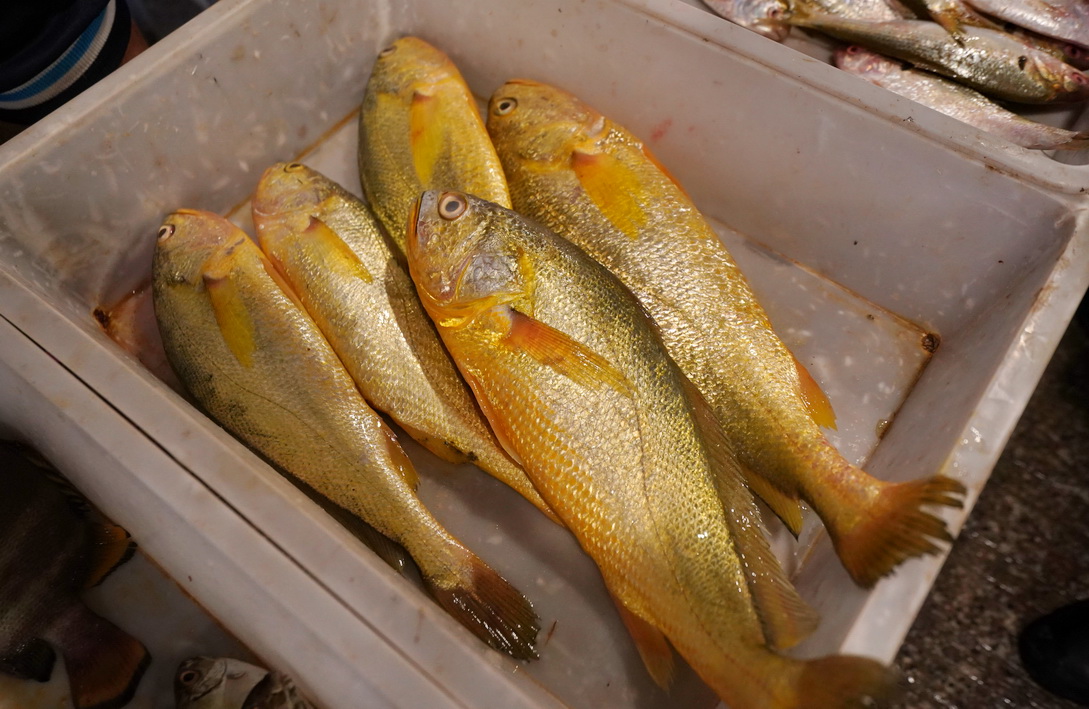 三沙市场遇渔民卖黄花鱼,出海五小时拉九网才捕五条,500元一斤