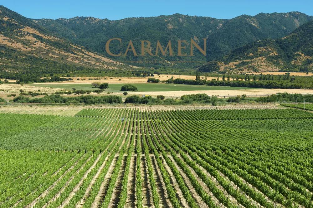 酒庄将大胆的新意酝酿于美酒之中vi09acarmen卡乐门