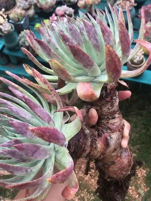 多肉仙女杯这种几十年的仙女依然太美丽你喜欢仙女吗