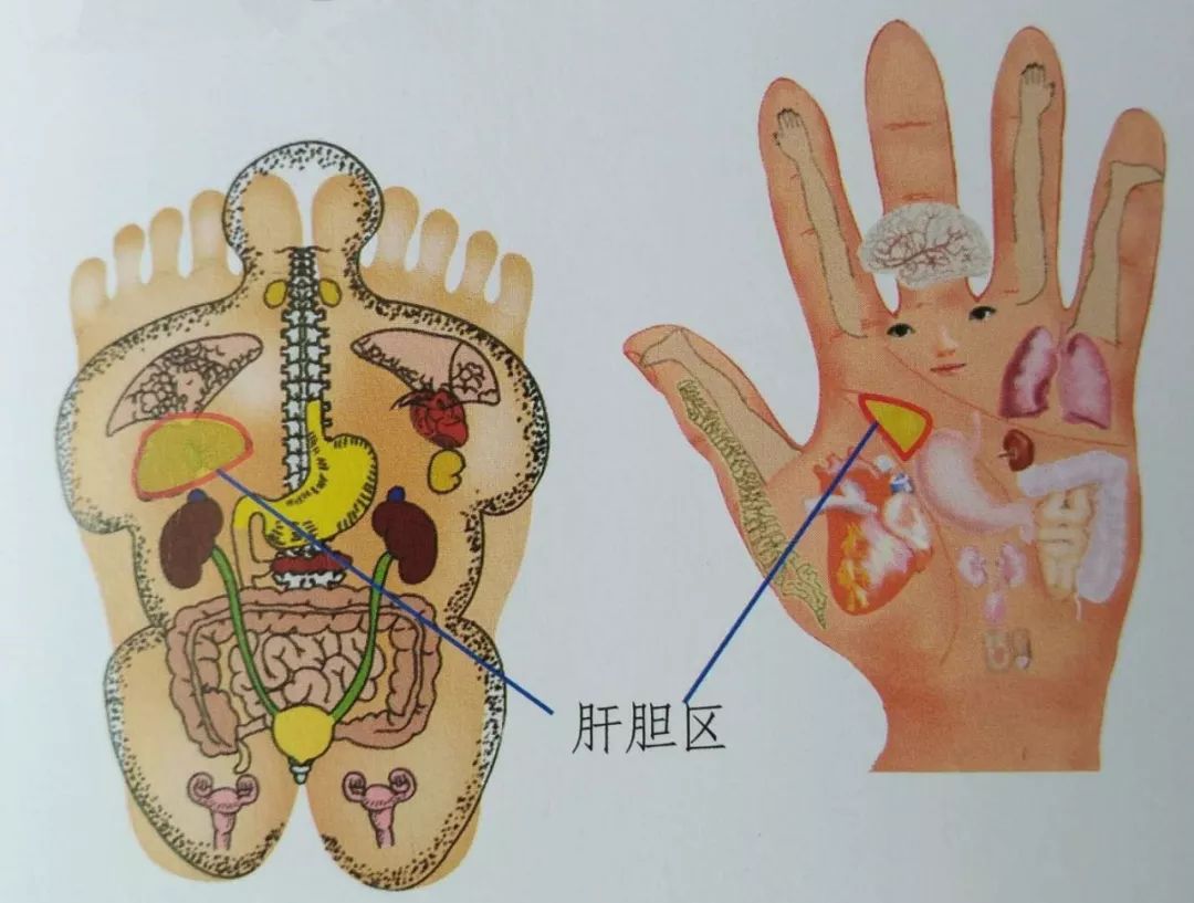 养生堂口苦偏头痛大腿粗原来是肝胆经堵了