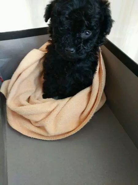 主人嫌弃它是黑色比熊竟把出生7天的狗崽随意丢掉结果