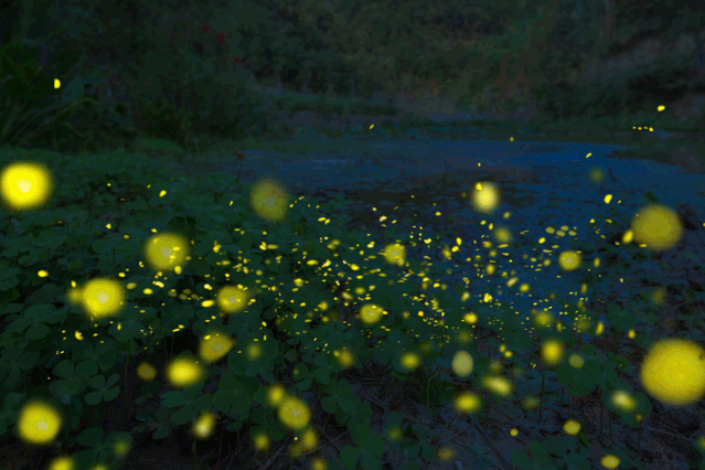 杭州出发1h竟藏着一个1300亩的萤火虫山谷一起开启萤火祭