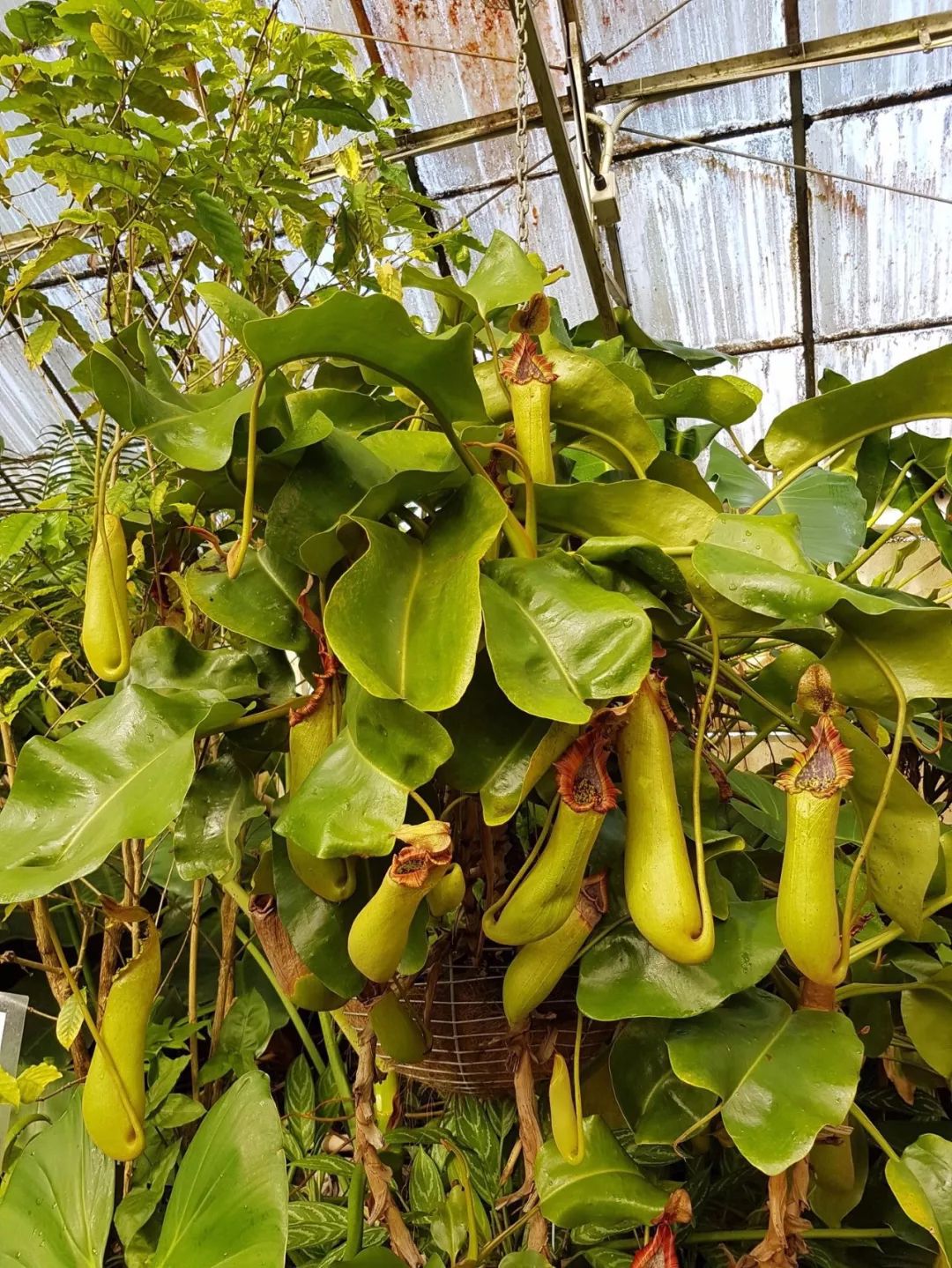 67家里养的猪笼草笼子容易干枯,就是这一点没做好,浇水有讲究