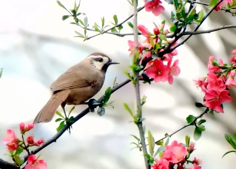 紡專美文 | 紅塵聞禪香